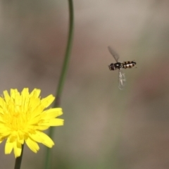 Syrphidae (family) at North Mitchell Grassland  (NMG) - 22 Mar 2024