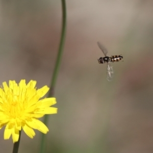 Syrphidae (family) at North Mitchell Grassland  (NMG) - 22 Mar 2024