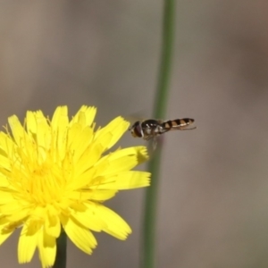 Syrphidae (family) at North Mitchell Grassland  (NMG) - 22 Mar 2024