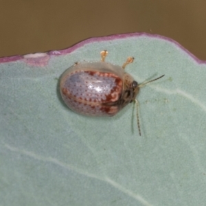 Paropsisterna m-fuscum at Lyons, ACT - 22 Mar 2024 11:38 AM