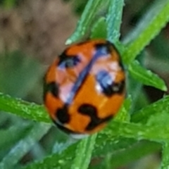 Coccinella transversalis (Transverse Ladybird) at Franklin, ACT - 22 Mar 2024 by HappyWanderer