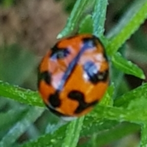 Coccinella transversalis at North Mitchell Grassland  (NMG) - 22 Mar 2024