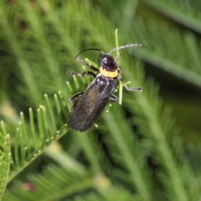 Chauliognathus lugubris (Plague Soldier Beetle) at Lyons, ACT - 22 Mar 2024 by AlisonMilton