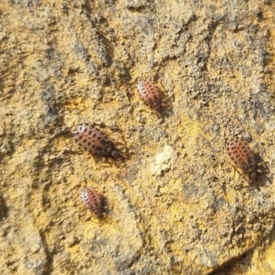 Aradidae sp. (family) (Flat bug) at QPRC LGA - 23 Mar 2024 by clarehoneydove