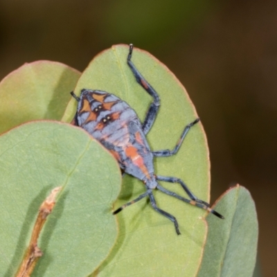 Amorbus alternatus (Eucalyptus Tip Bug) at Oakey Hill - 21 Mar 2024 by AlisonMilton