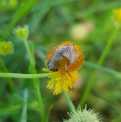 Paropsisterna cloelia (Eucalyptus variegated beetle) at North Mitchell Grassland  (NMG) - 22 Mar 2024 by HappyWanderer