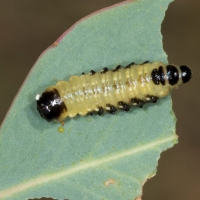 Paropsis atomaria (Eucalyptus leaf beetle) at Lyons, ACT - 21 Mar 2024 by AlisonMilton