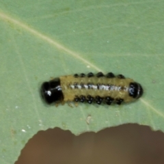 Paropsis atomaria at Oakey Hill - 22 Mar 2024