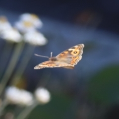 Junonia villida (Meadow Argus) at Budjan Galindji (Franklin Grassland) Reserve - 22 Mar 2024 by HappyWanderer