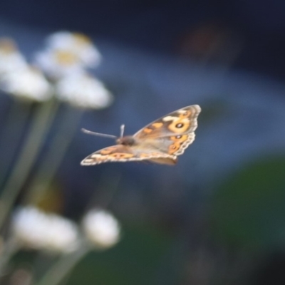 Junonia villida (Meadow Argus) at Budjan Galindji (Franklin Grassland) Reserve - 22 Mar 2024 by HappyWanderer