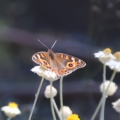 Junonia villida at North Mitchell Grassland  (NMG) - 22 Mar 2024