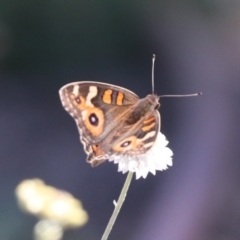 Junonia villida at North Mitchell Grassland  (NMG) - 22 Mar 2024