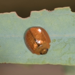 Paropsisterna cloelia at Lyons, ACT - 22 Mar 2024 11:40 AM