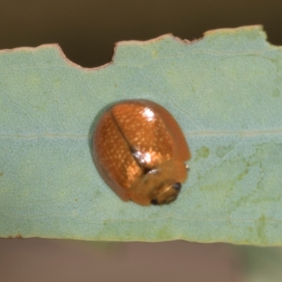Paropsisterna cloelia (Eucalyptus variegated beetle) at Lyons, ACT - 22 Mar 2024 by AlisonMilton