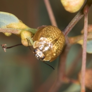 Paropsisterna cloelia at Lyons, ACT - 22 Mar 2024 11:40 AM