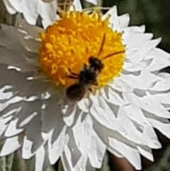 Lasioglossum sp. (genus) (Furrow Bee) at Franklin, ACT - 22 Mar 2024 by HappyWanderer