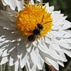 Lasioglossum sp. (genus) (Furrow Bee) at North Mitchell Grassland  (NMG) - 22 Mar 2024 by HappyWanderer