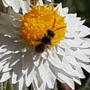 Lasioglossum sp. (genus) at North Mitchell Grassland  (NMG) - 22 Mar 2024 12:24 PM