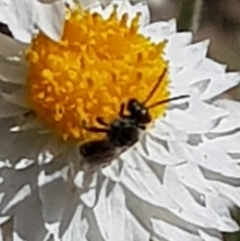 Lasioglossum sp. (genus) at North Mitchell Grassland  (NMG) - 22 Mar 2024 12:24 PM