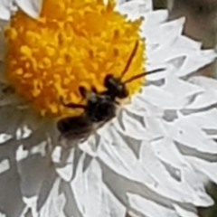 Lasioglossum sp. (genus) at North Mitchell Grassland  (NMG) - 22 Mar 2024 12:24 PM