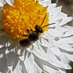 Lasioglossum sp. (genus) at North Mitchell Grassland  (NMG) - 22 Mar 2024 12:24 PM