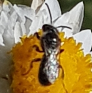 Lasioglossum sp. (genus) at North Mitchell Grassland  (NMG) - 22 Mar 2024