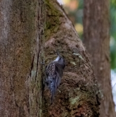 Cormobates leucophaea (White-throated Treecreeper) at Penrose - 21 Mar 2024 by Aussiegall