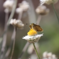 Ocybadistes walkeri (Green Grass-dart) at Franklin, ACT - 22 Mar 2024 by HappyWanderer