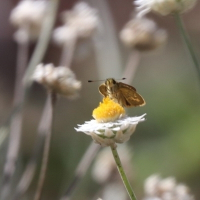 Ocybadistes walkeri (Green Grass-dart) at Budjan Galindji (Franklin Grassland) Reserve - 22 Mar 2024 by HappyWanderer