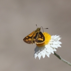 Ocybadistes walkeri at North Mitchell Grassland  (NMG) - 22 Mar 2024 01:19 PM