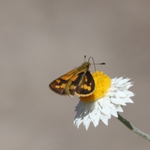 Ocybadistes walkeri at North Mitchell Grassland  (NMG) - 22 Mar 2024 01:19 PM