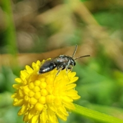 Apiformes (informal group) (Unidentified bee) at Franklin, ACT - 22 Mar 2024 by HappyWanderer