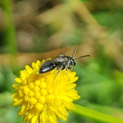Apiformes (informal group) (Unidentified bee) at Budjan Galindji (Franklin Grassland) Reserve - 22 Mar 2024 by HappyWanderer