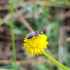 Apiformes (informal group) at North Mitchell Grassland  (NMG) - 22 Mar 2024 12:46 PM