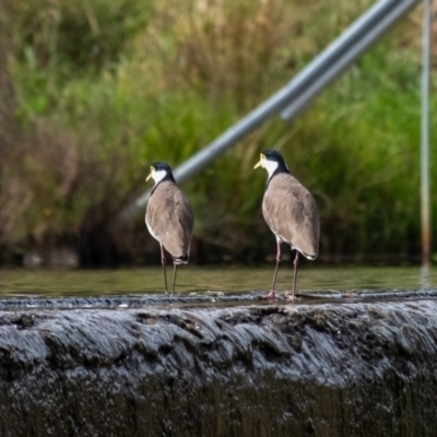 Vanellus miles (Masked Lapwing) at Cecil Hoskins Nature Reserve - 23 Mar 2024 by Aussiegall