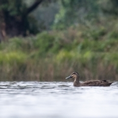 Anas superciliosa (Pacific Black Duck) at Wingecarribee Local Government Area - 23 Mar 2024 by Aussiegall