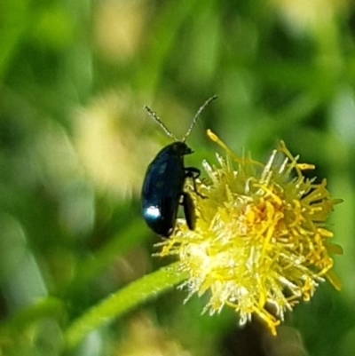 Arsipoda sp. (genus) (A flea beetle) at North Mitchell Grassland  (NMG) - 22 Mar 2024 by HappyWanderer