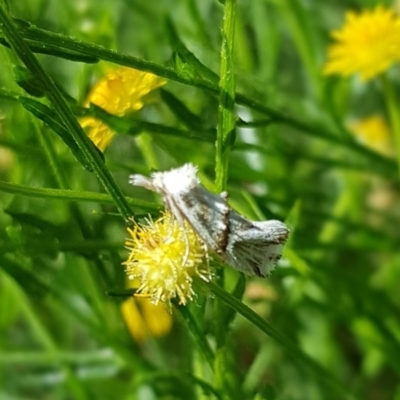 Heliocosma melanotypa (A tortrix or leafroller moth) at Budjan Galindji (Franklin Grassland) Reserve - 22 Mar 2024 by HappyWanderer