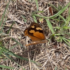 Heteronympha merope (Common Brown Butterfly) at Queanbeyan, NSW - 23 Mar 2024 by JimL