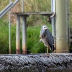 Egretta novaehollandiae (White-faced Heron) at Moss Vale - 23 Mar 2024 by Aussiegall