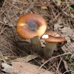 Unidentified Fungus at Alpine, NSW - 20 Jan 2024 by JanHartog