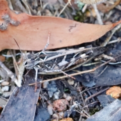 Oedaleus australis (Australian Oedaleus) at Block 402 - 24 Mar 2024 by JimL