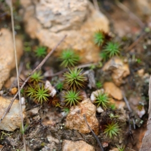 Polytrichaceae sp. (family) at Denman Prospect 2 Estate Deferred Area (Block 12) - 24 Mar 2024 07:53 AM