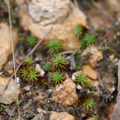 Polytrichaceae sp. (family) (A moss) at Block 402 - 23 Mar 2024 by JimL