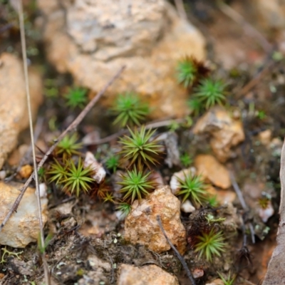 Polytrichaceae sp. (family) (A moss) at Block 402 - 24 Mar 2024 by JimL