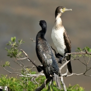 Phalacrocorax varius at West Belconnen Pond - 23 Mar 2024