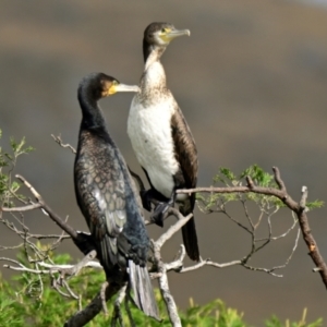 Phalacrocorax varius at West Belconnen Pond - 23 Mar 2024 10:03 AM