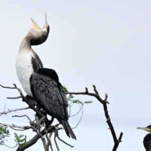 Phalacrocorax varius at West Belconnen Pond - 23 Mar 2024