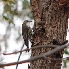 Cormobates leucophaea (White-throated Treecreeper) at Block 402 - 23 Mar 2024 by JimL