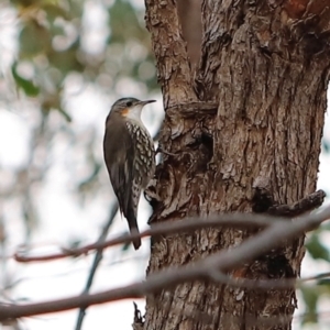 Cormobates leucophaea at Block 402 - 24 Mar 2024